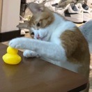 秋刀鱼
