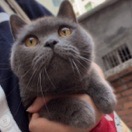 嘿粒