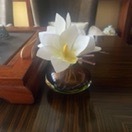 毛毛虫